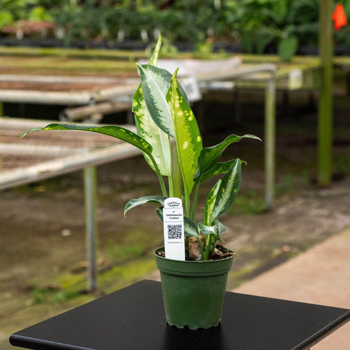 Gabriella Plants Other 4" Dieffenbachia 'Panther'