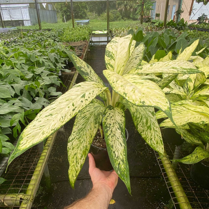 Gabriella Plants Dieffenbachia 6" Dieffenbachia 'Star Bright'