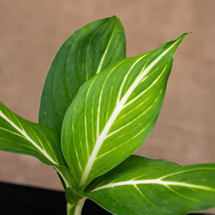 Gabriella Plants Other 4" Dieffenbachia 'Sterling'