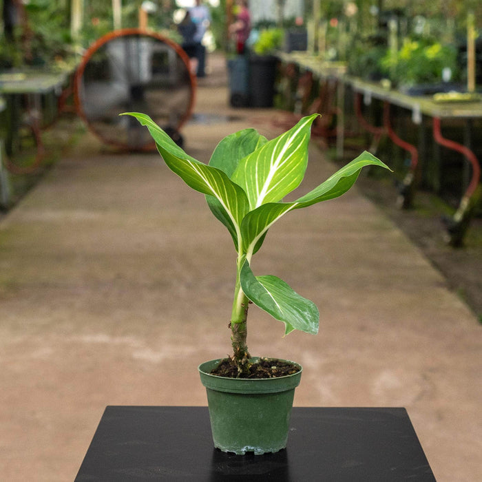 Gabriella Plants Other 4" Dieffenbachia 'Sterling'