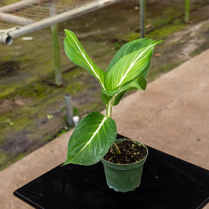 Gabriella Plants Other 4" Dieffenbachia 'Sterling'