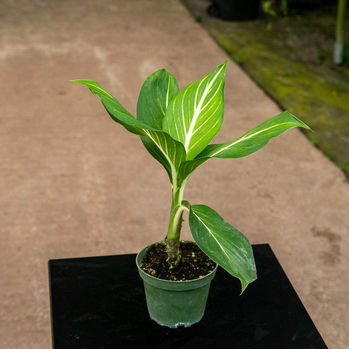 Gabriella Plants Other 4" Dieffenbachia 'Sterling'