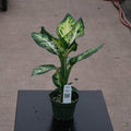 Gabriella Plants Dieffenbachia 4" Dieffenbachia 'Sublime'