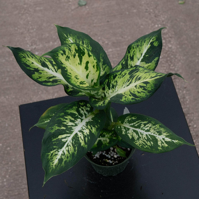 Gabriella Plants Dieffenbachia 4" Dieffenbachia 'Sublime'