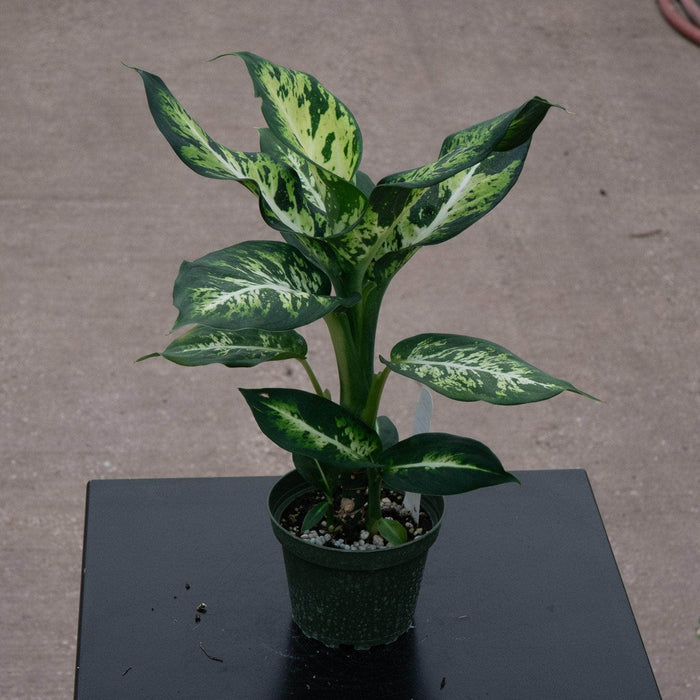 Gabriella Plants Dieffenbachia 4" Dieffenbachia 'Sublime'