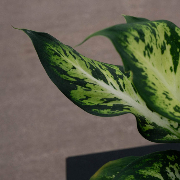 Gabriella Plants Dieffenbachia 4" Dieffenbachia 'Sublime'