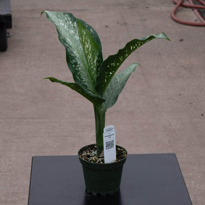 Gabriella Plants Other 4" Dieffenbachia 'Tiki'