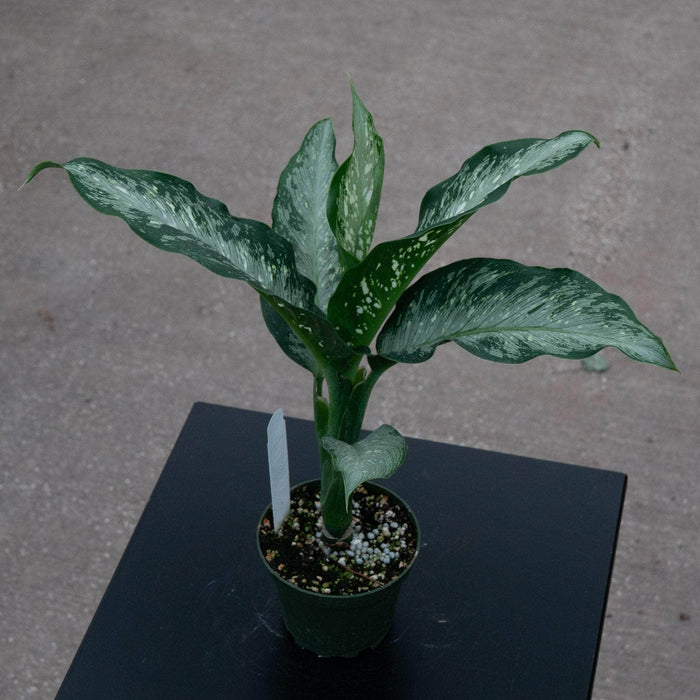 Gabriella Plants Other 4" Dieffenbachia 'Tiki'