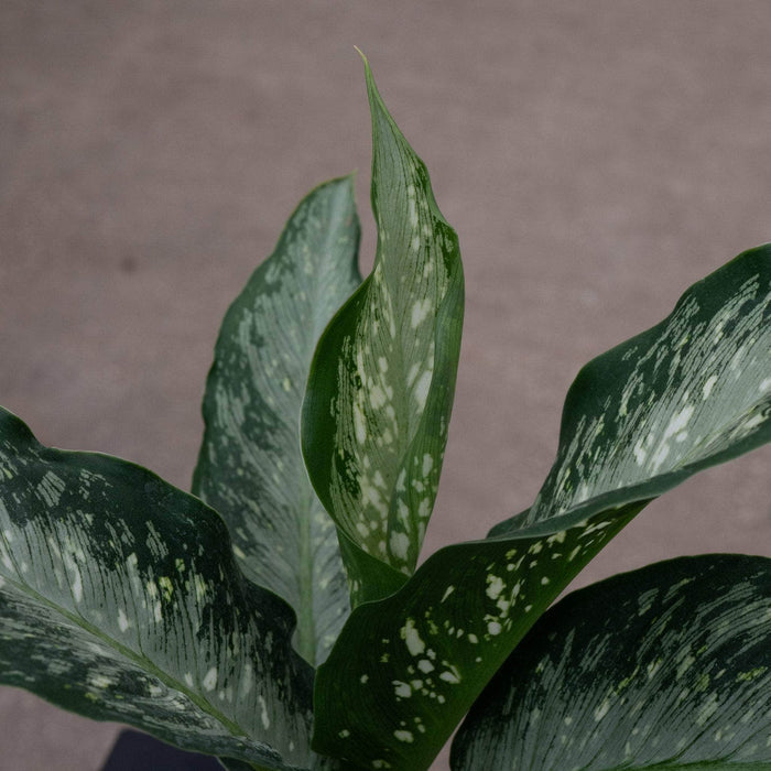 Gabriella Plants Other 4" Dieffenbachia 'Tiki'