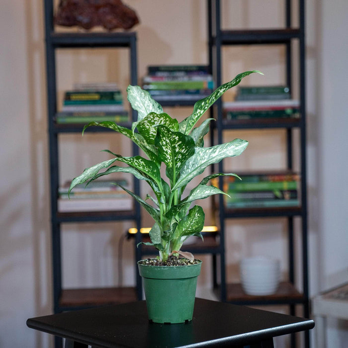 Gabriella Plants Other 4" Dieffenbachia 'Tiki'