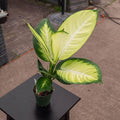 Gabriella Plants Other 4" Dieffenbachia 'Tropic Marianne'