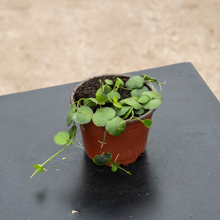 Gabriella Plants Dischidia 4" Dischidia imbricata 'Dwarf'