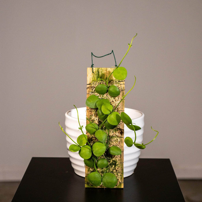 Gabriella Plants Other Plaque Dischidia imbricata