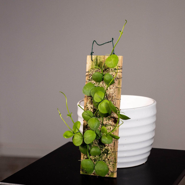 Gabriella Plants Other Plaque Dischidia imbricata