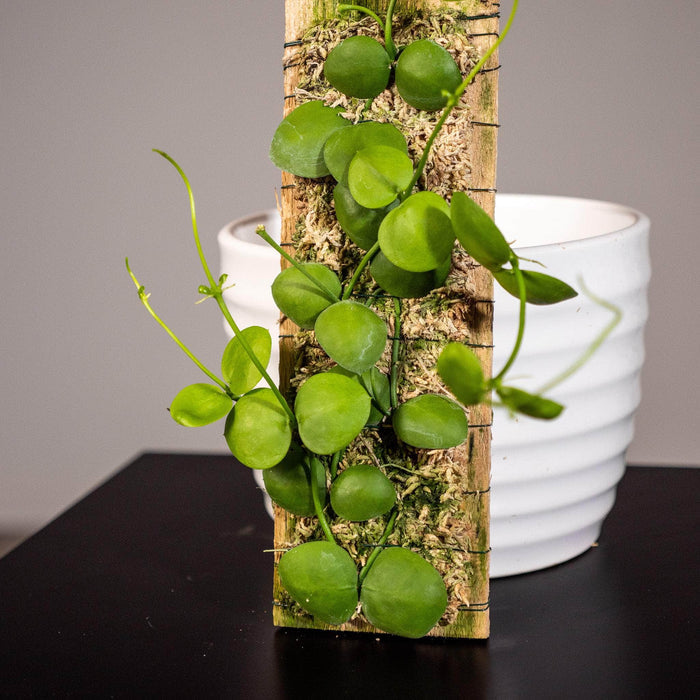 Gabriella Plants Other Plaque Dischidia imbricata