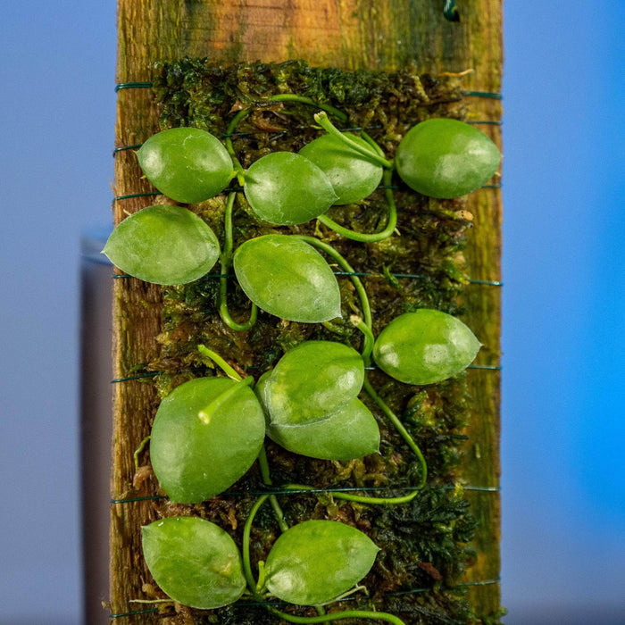 Gabriella Plants Other 1- Dischidia imbricata Plaque