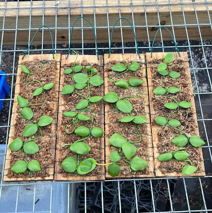 Gabriella Plants Other Dischidia imbricata Plaque
