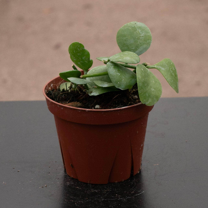 Gabriella Plants Other Dischidia imbricata