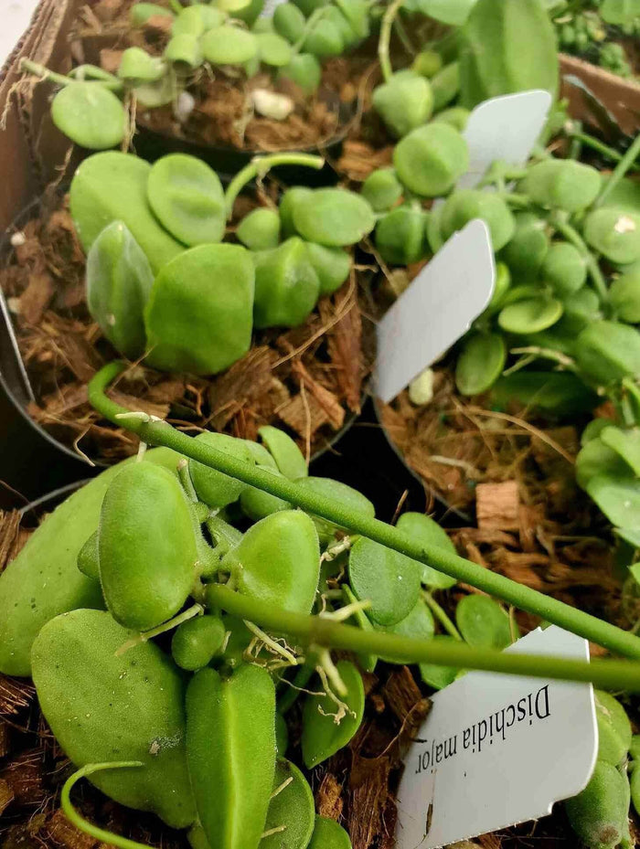 Gabriella Plants Epiphytes 4" Dischidia major