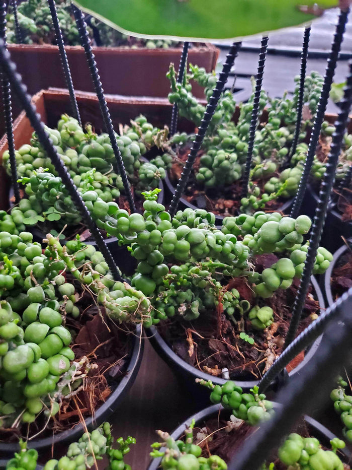 Gabriella Plants Epiphytes 5" Dischidia nummularia 'Dragon Jade' Hanging Basket