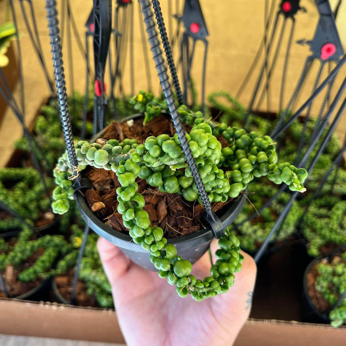 Gabriella Plants 5" Dischidia nummularia 'Dragon Jade' Hanging Basket