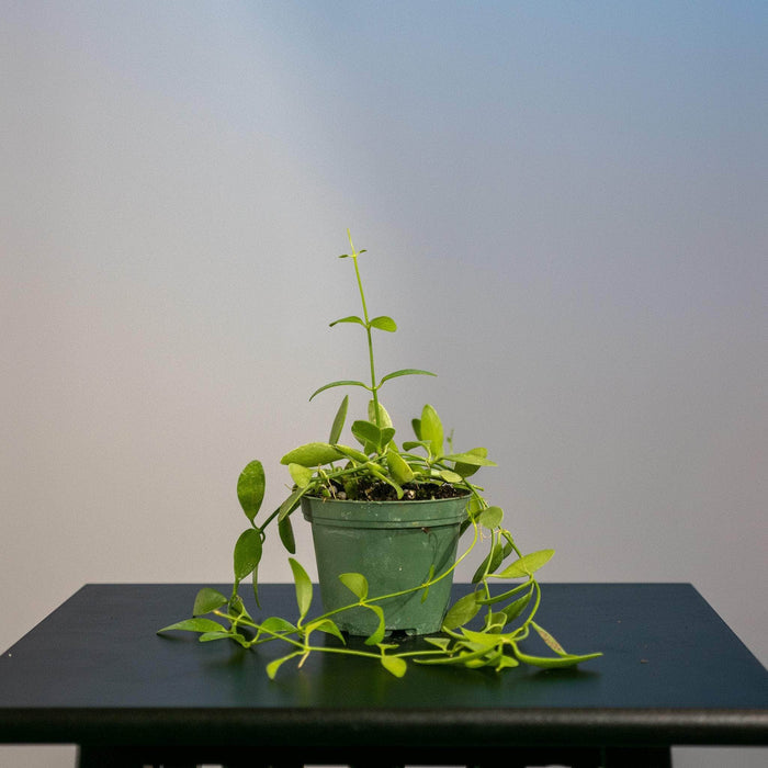 Gabriella Plants Other Dischidia oiantha