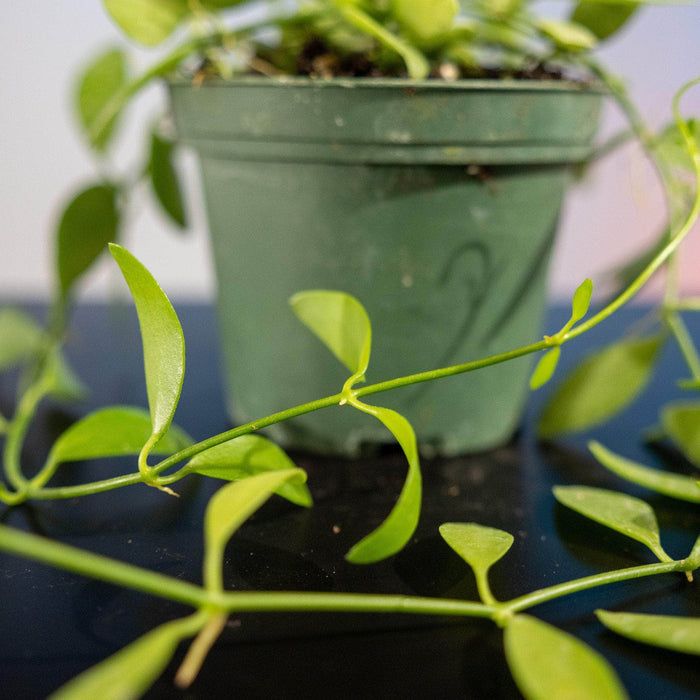 Gabriella Plants Other Dischidia oiantha