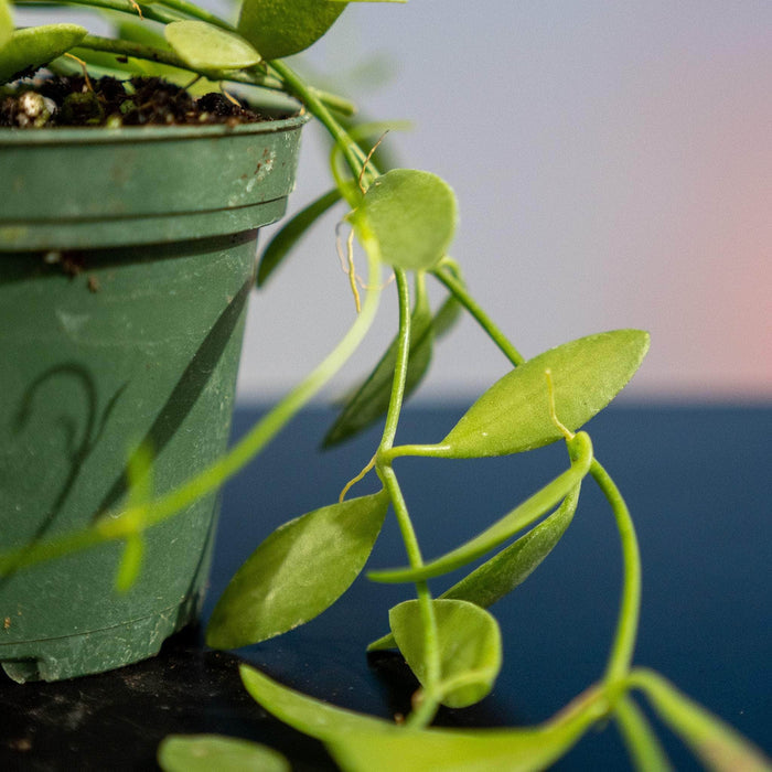 Gabriella Plants Other Dischidia oiantha