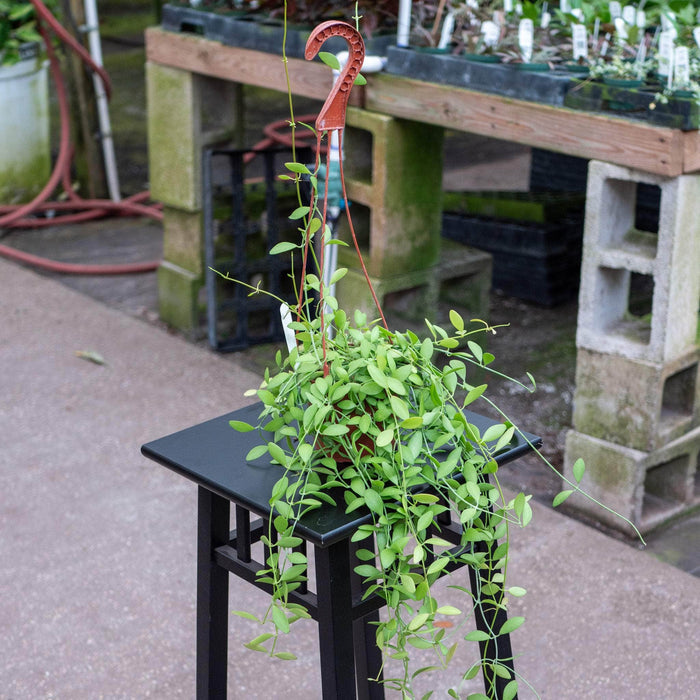 Gabriella Plants Other Dischidia oiantha