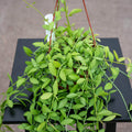 Gabriella Plants Other 5" Hanging Basket Dischidia oiantha