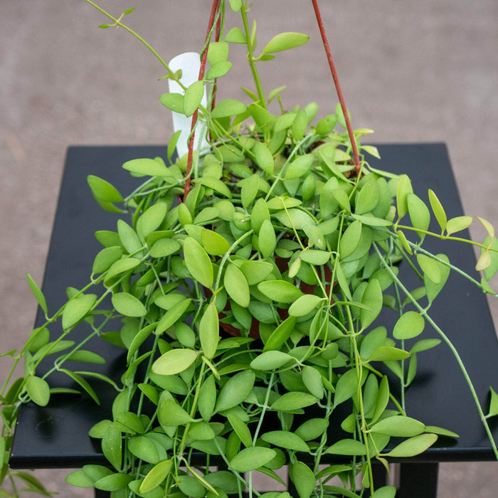 Gabriella Plants Other 5" Hanging Basket Dischidia oiantha