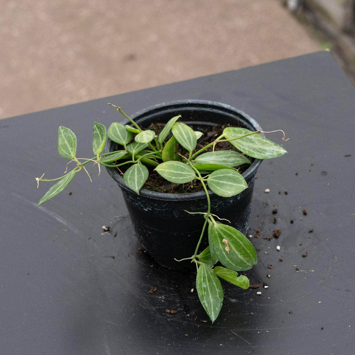 Gabriella Plants Dischidia 4" Dischidia ovata