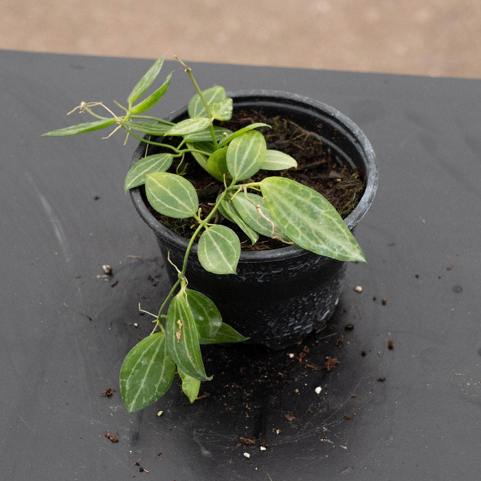 Gabriella Plants Dischidia 4" Dischidia ovata