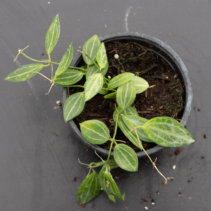 Gabriella Plants Dischidia 4" Dischidia ovata
