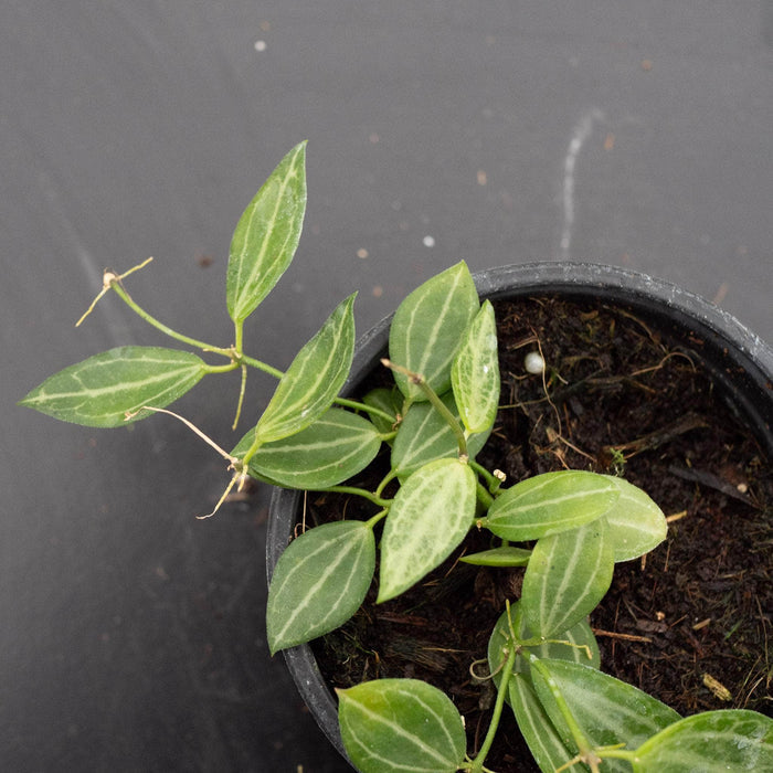 Gabriella Plants Dischidia 4" Dischidia ovata