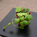 Gabriella Plants Epiphyte 4" Dischidia platyphylla