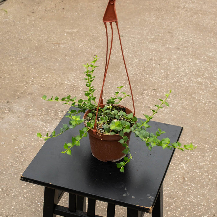 Gabriella Plants Other 5" Hanging Basket Dischidia ruscifolia "Million Hearts"