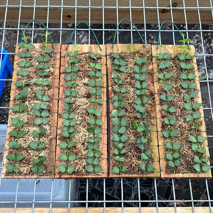 Gabriella Plants Epiphytes Dischidia ruscifolia "Million Hearts" Plaque