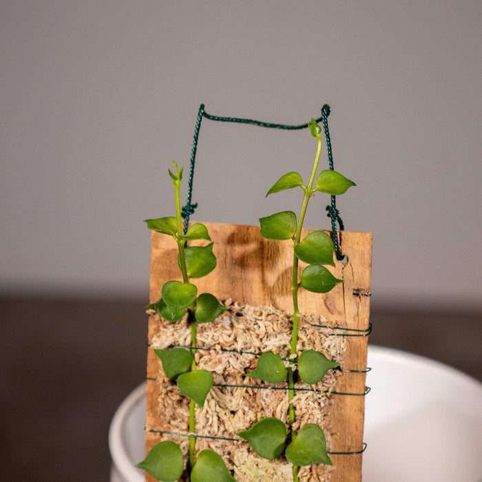 Gabriella Plants Other Dischidia ruscifolia "Million Hearts"