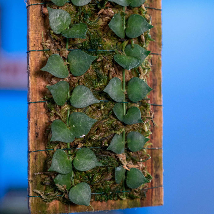 Gabriella Plants Other 1- Dischidia ruscifolia "Million Hearts" Plaque