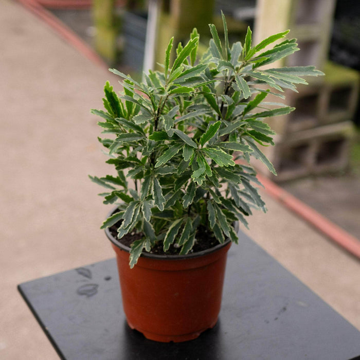 Gabriella Plants All 6" Dizygotheca elegantissima 'Aralia Bianca'