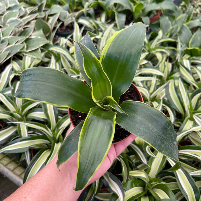 Gabriella Plants Dracaena 4" Dracaena deremensis 'Dorado'