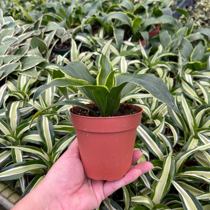 Gabriella Plants Dracaena 4" Dracaena deremensis 'Dorado'