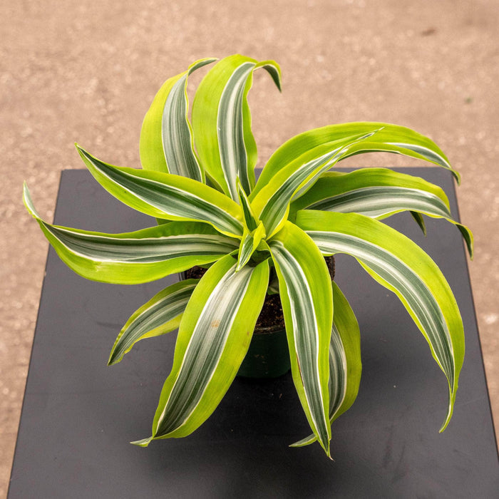 Gabriella Plants Other 4" Dracaena deremensis 'Lemon Surprise'
