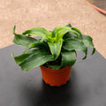 Gabriella Plants Other 4" Dracaena deremensis 'Tornado'