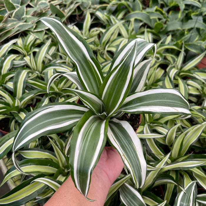 Gabriella Plants Dracaena 4" Dracaena deremensis 'White Jewel'
