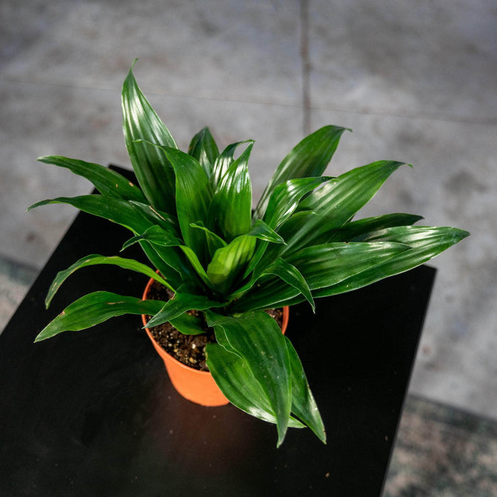 Gabriella Plants Other 4" Dracaena fragrans 'Janet Craig Compacta'