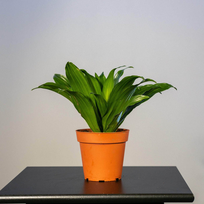 Gabriella Plants Other 4" Dracaena fragrans 'Janet Craig Compacta'