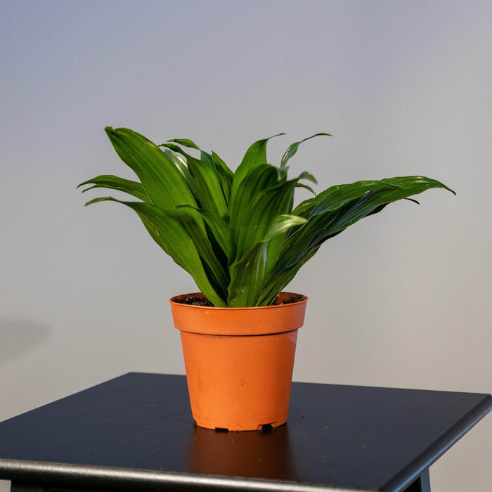Gabriella Plants Other 4" Dracaena fragrans 'Janet Craig Compacta'