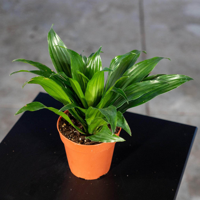 Gabriella Plants Other 4" Dracaena fragrans 'Janet Craig Compacta'